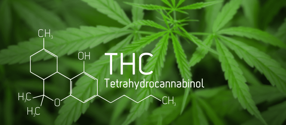 THC molecule structure drawing with marijuana plant in the background.