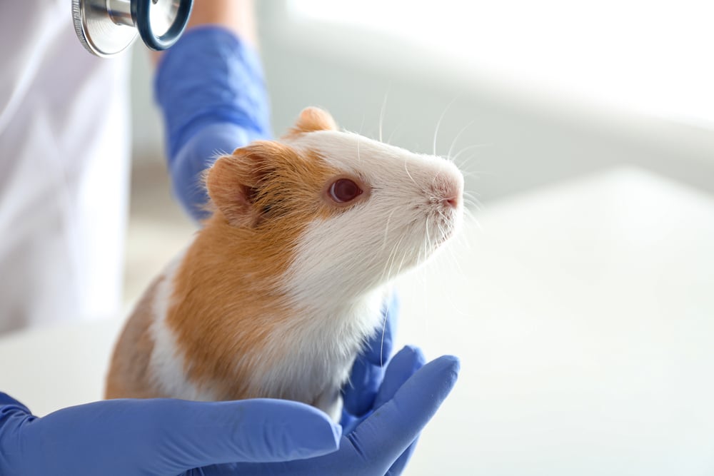Preclinical trial researcher holding a lab rat.